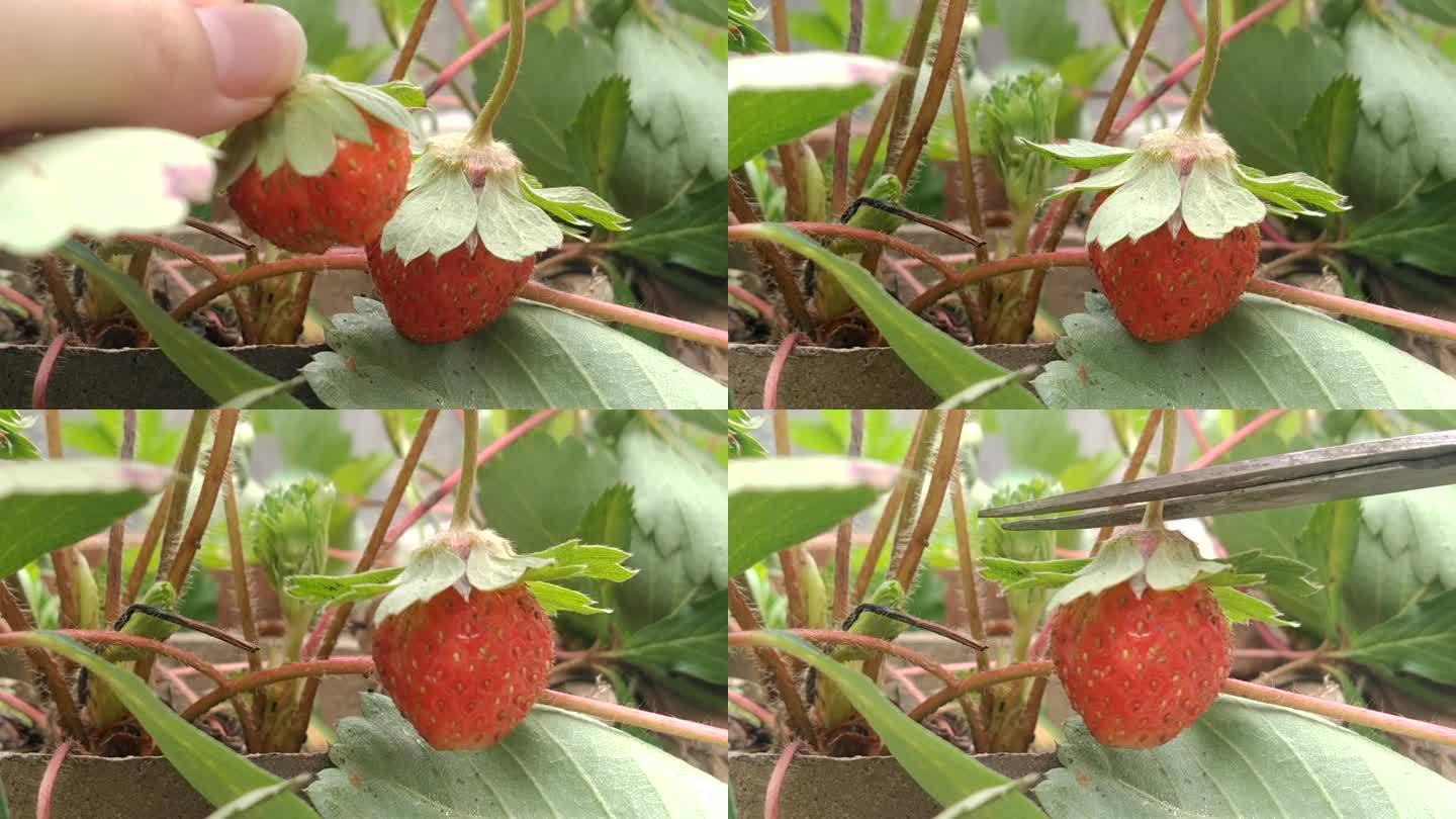 摘草莓 2个草莓