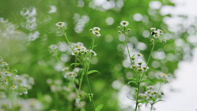 绿色清新小菊花