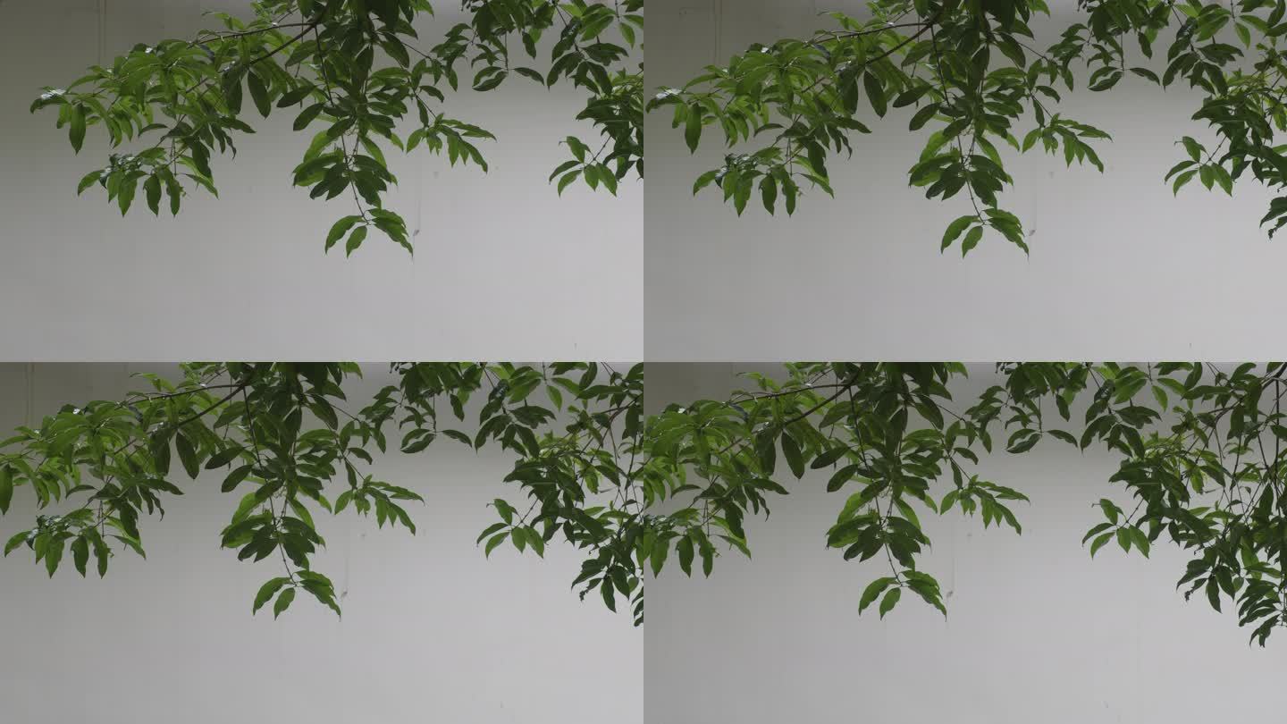 6K白墙与绿叶树枝01【50P】