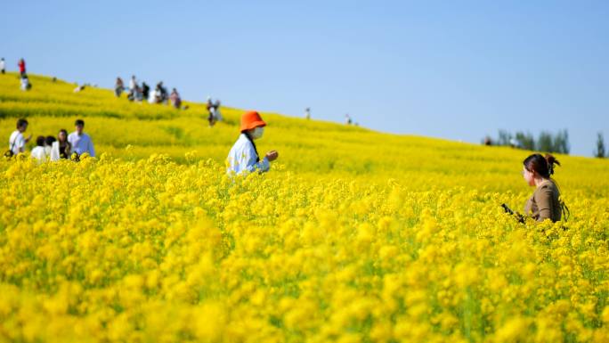 菜花油菜花蜜蜂春天蜜蜂菜花油菜田野油菜花