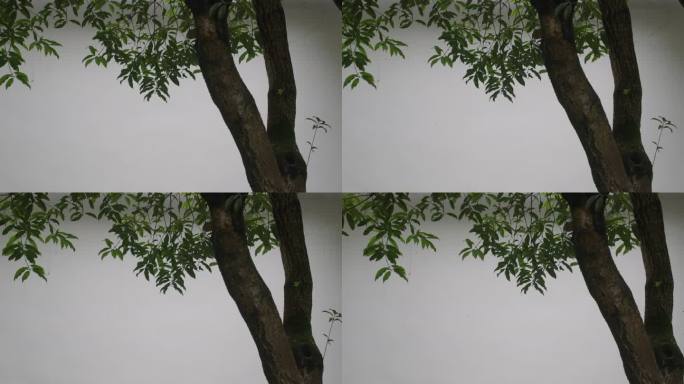 6K白墙与绿叶树枝02【50P】