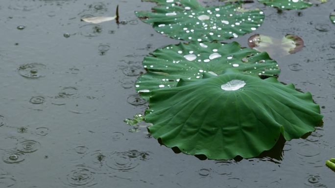 4K实拍雨中荷花