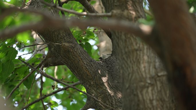 树上的小鸟