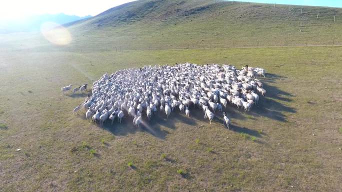 航拍大草原羊群奔跑