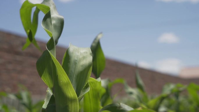 绿色非转基因玉米种植播种丰收浇水灌溉苞米
