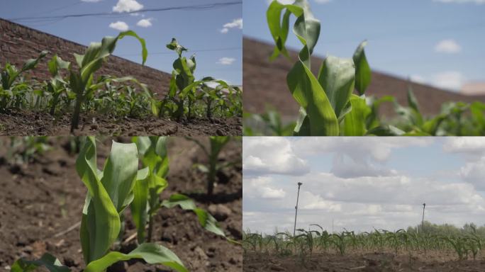 绿色非转基因玉米种植播种丰收浇水灌溉苞米