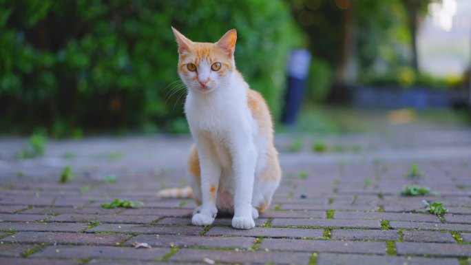 流浪猫橘猫写真（超清4k）