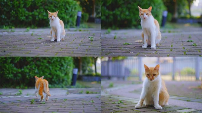 流浪猫橘猫写真（超清4k）