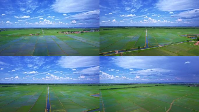 水利灌溉 大面积水稻