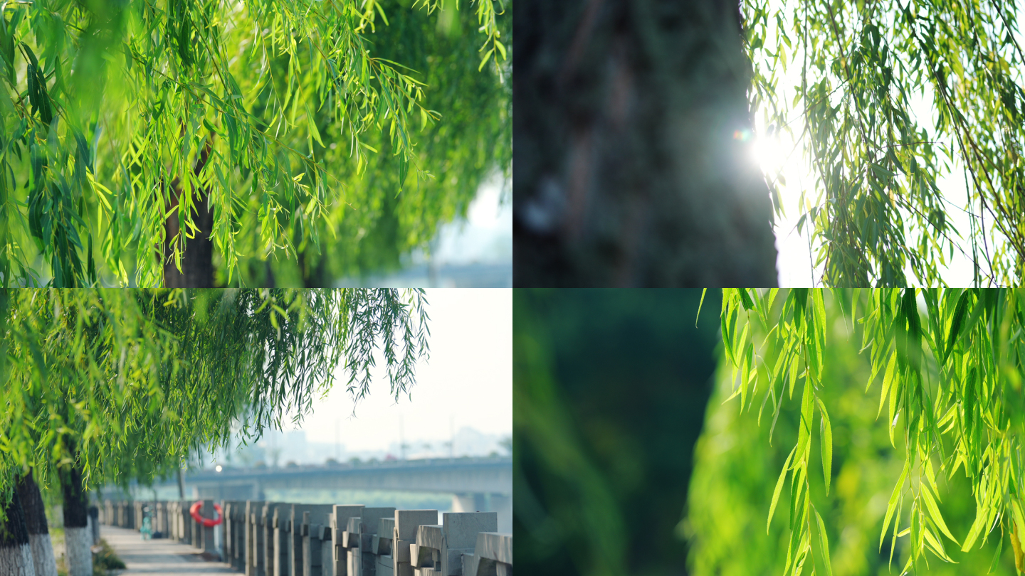 夏天阳光下的柳树