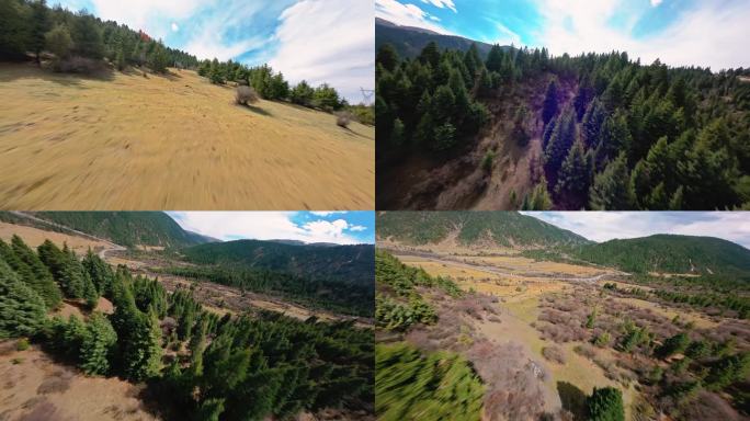 川西甘孜藏族自治州树林牦牛地貌穿越机航拍