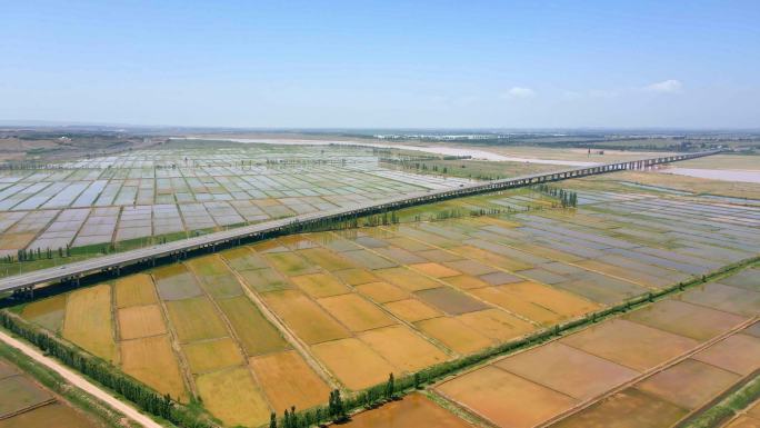 春季灌溉-黄河大桥-万亩稻田