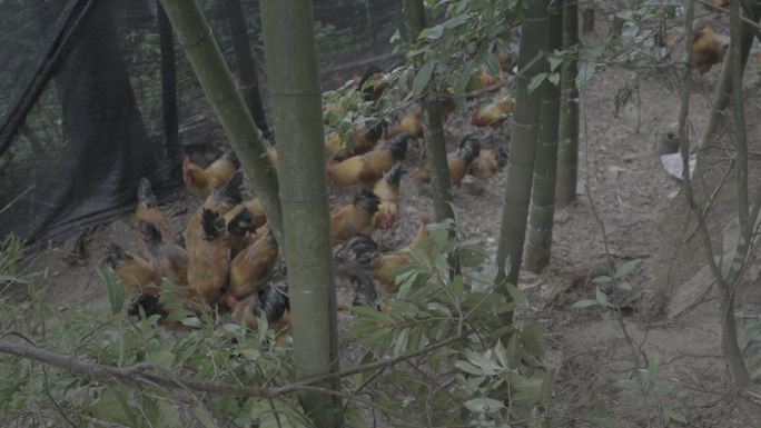 山上散养本地鸡slog3 4k素材