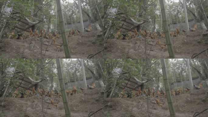 山上散养本地鸡slog3 4k素材