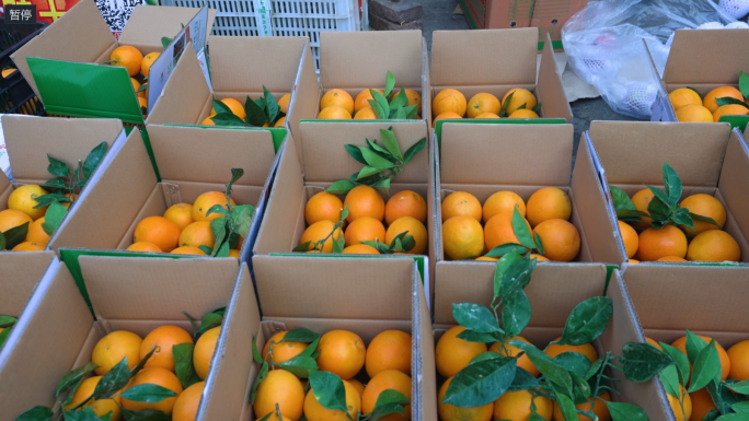 西昌水果雷波济橙橙子西昌水果市场搬运水果