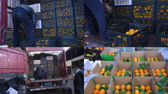 西昌水果雷波济橙橙子西昌水果市场搬运水果