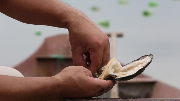 珍珠养殖户珍珠蚌剥蚌取珍珠实拍原素材