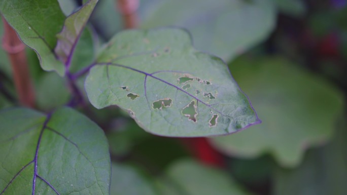 病虫害虫眼特写