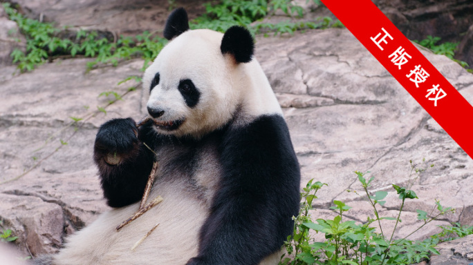 动物园里的国宝大熊猫4K