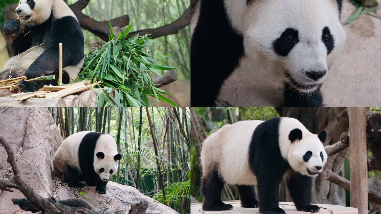 动物园里的国宝大熊猫4K