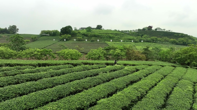 茶山采茶｜乡村振兴