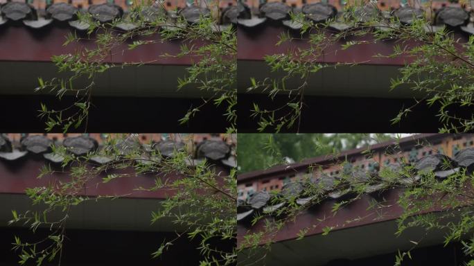 6K雨中的竹子与屋檐一组【50P】