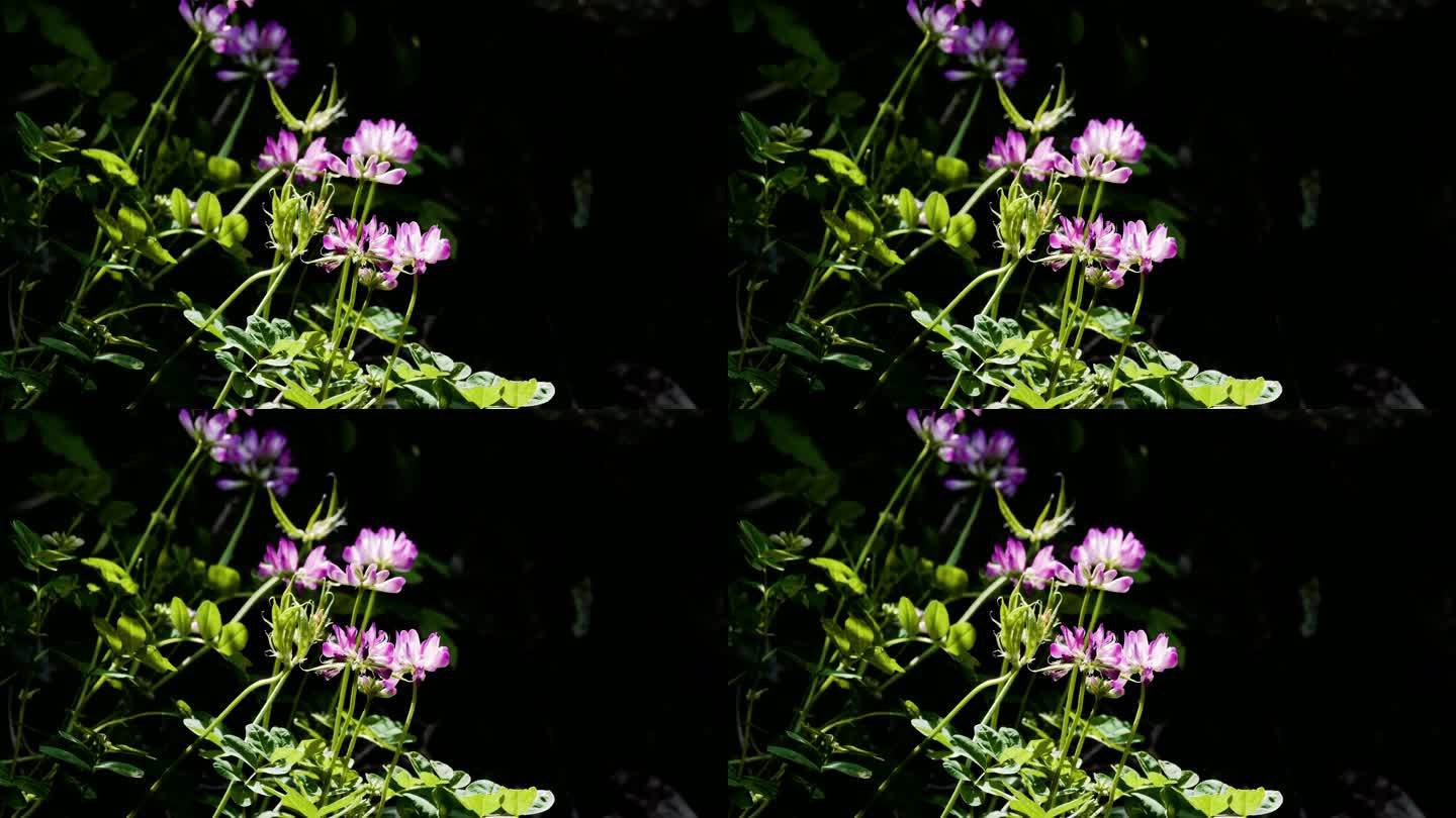 淡雅清新-暗色背景-春风中盛开的紫色野花