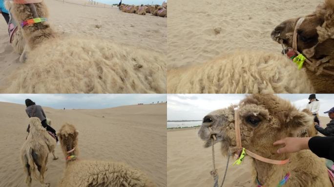 沙漠景区游人游客骑骆驼第一视角