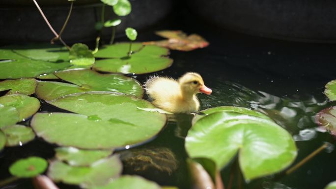 在小池塘里游动的小鸭子