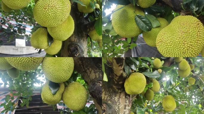 树上波罗蜜清新菠萝蜜热带水果黄肉菠萝蜜