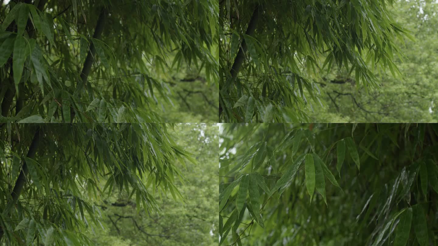 6K 园林簕竹一组01【50p】
