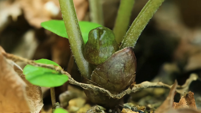 植物花朵生长过程延时拍摄