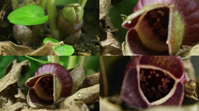 植物花朵生长过程延时拍摄