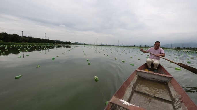 浙江珍珠养殖户划小船养殖水面取蚌剖珍珠