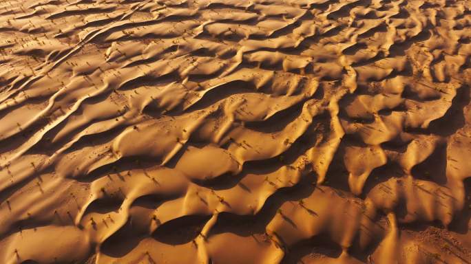 波浪般的金色沙漠