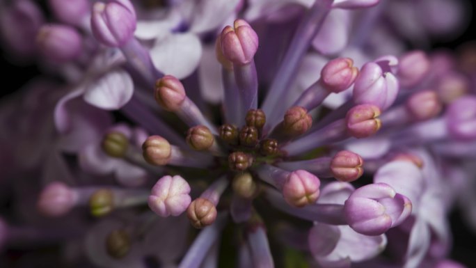 丁香花开延时