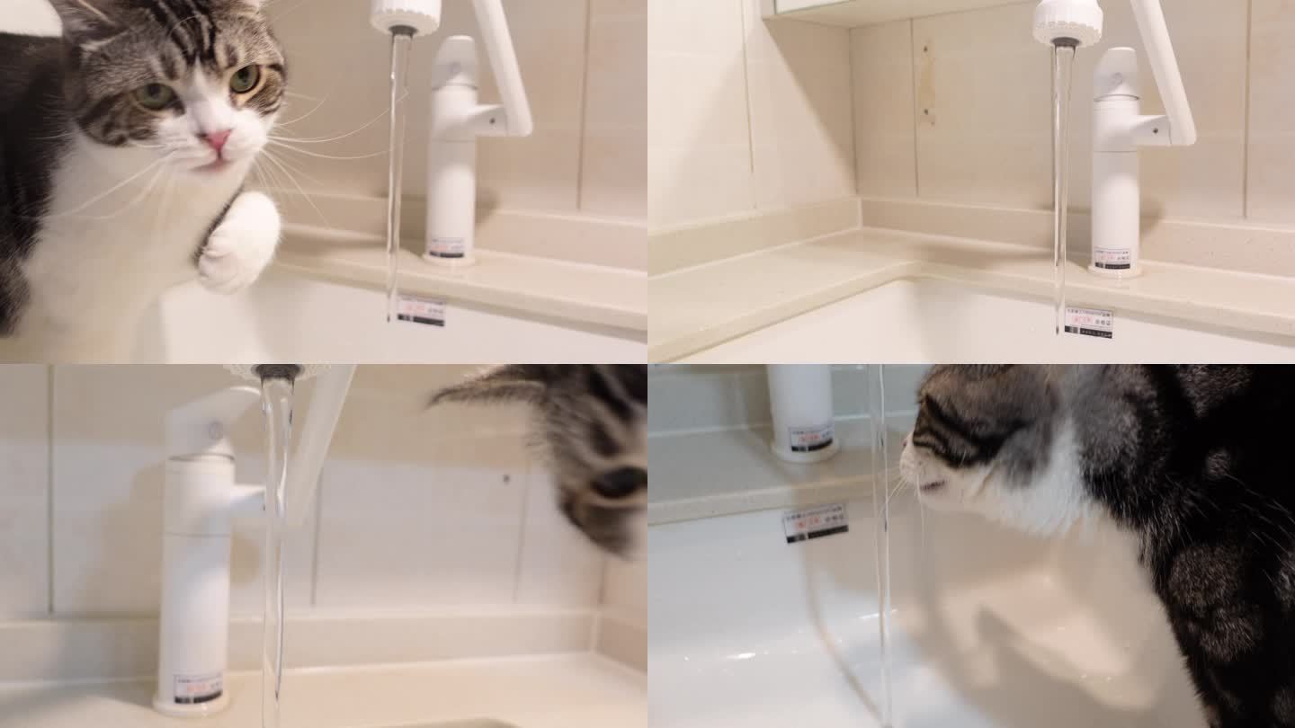 美短猫玩水龙头的水
