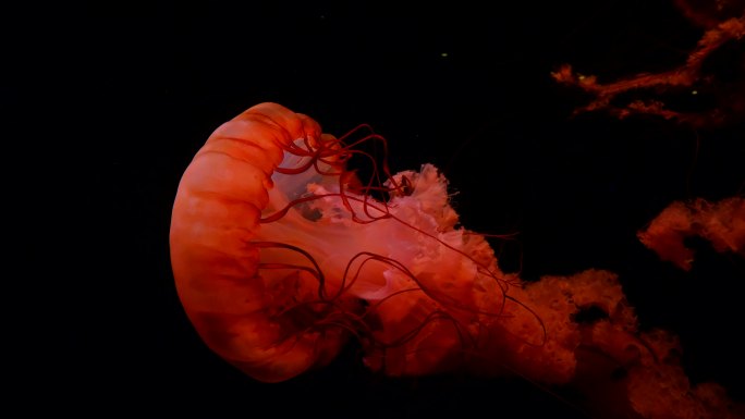 水母 海底世界 海洋馆 水族馆