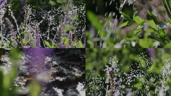 夏日小清新空镜 薰衣草浇水 绿植灌溉