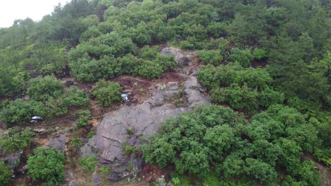 青田章旦东魁杨梅树航拍雨后