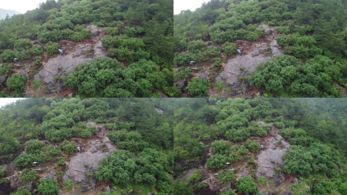 青田章旦东魁杨梅树航拍雨后