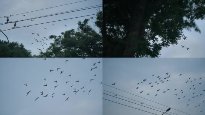 天空飞鸟