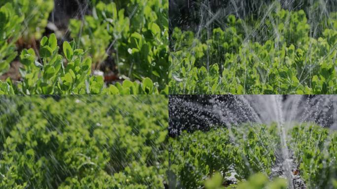 自动喷淋 公园灌溉夏日清晨 浇水浇灌