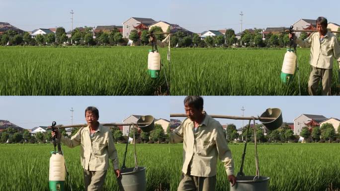 农村农田农民挑着喷雾器走在田埂上实拍素材