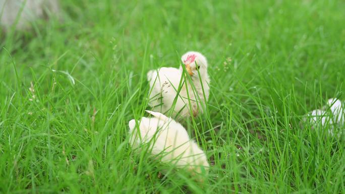 公园里草地上的两只小鸡
