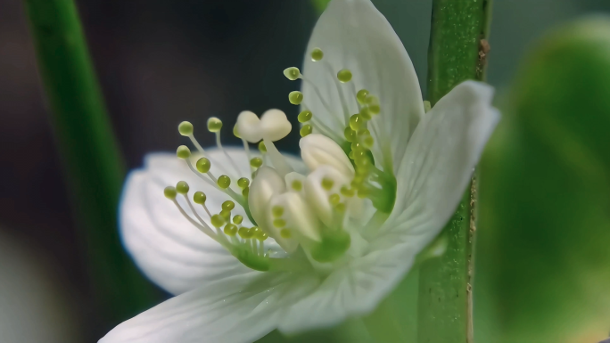 植物花朵生长过程延时拍摄