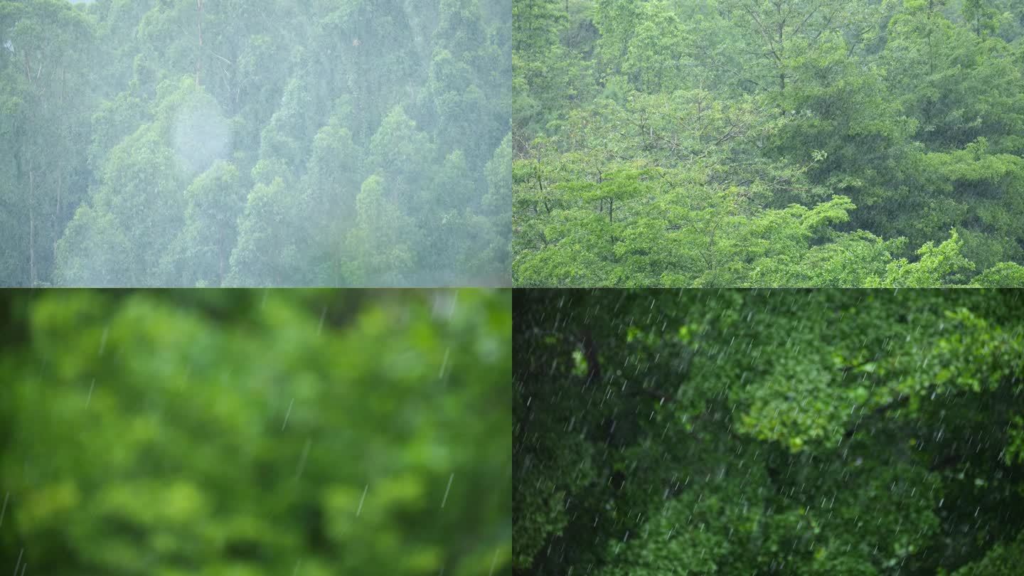 森林中的暴雨