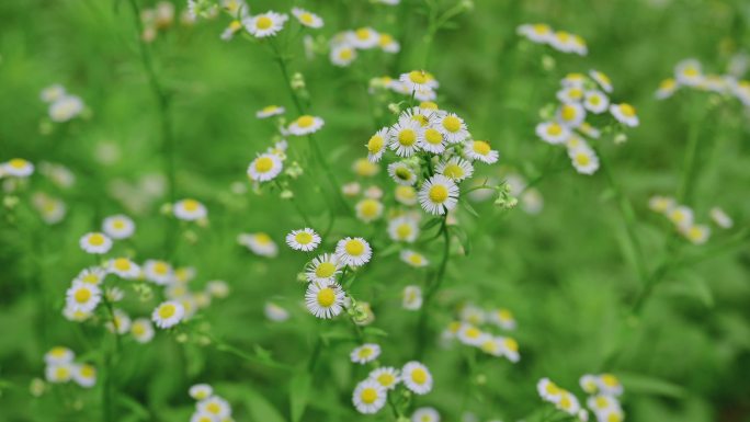 芒种夏天小清新