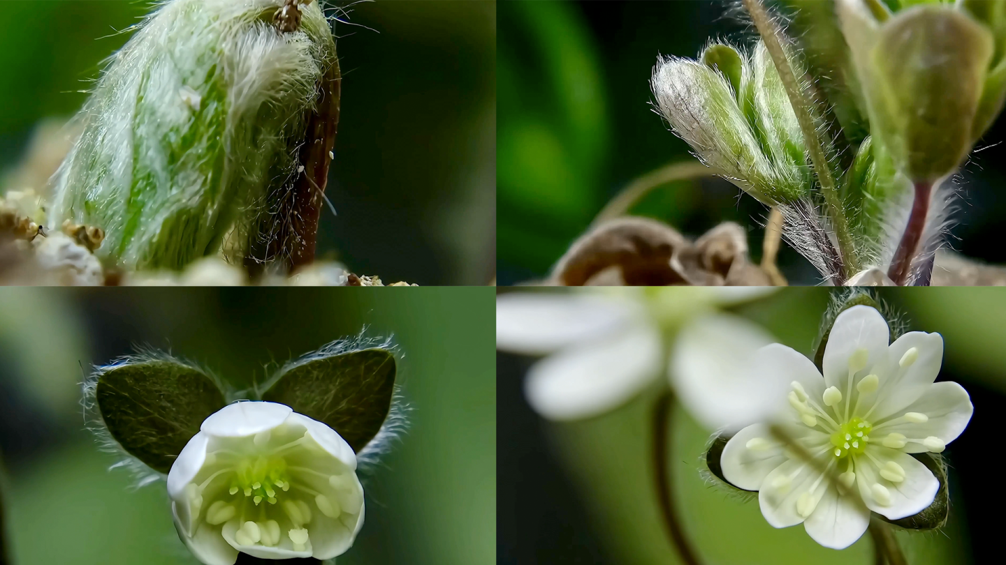 植物花朵生长过程延时拍摄