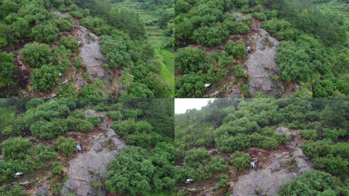 青田章旦东魁杨梅树航拍雨后